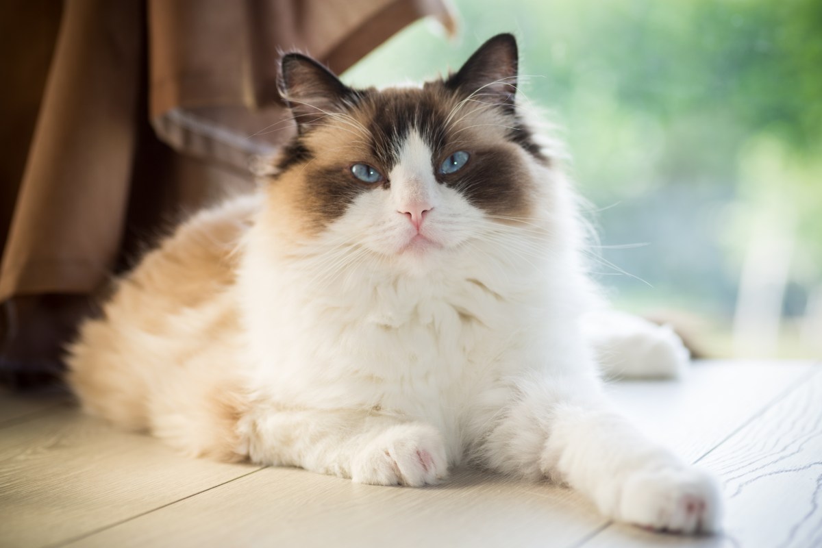 Ragdoll-Katze im Portrait