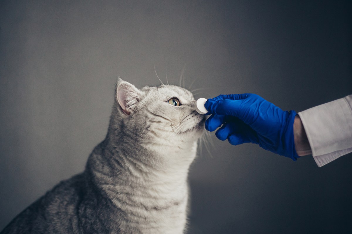 Katze bekommt Schmerzmittel von Tierarzt