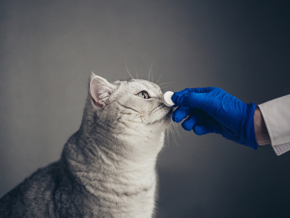 Schmerzmittel für Katzen: Kann ich meiner Katze Ibuprofen geben?