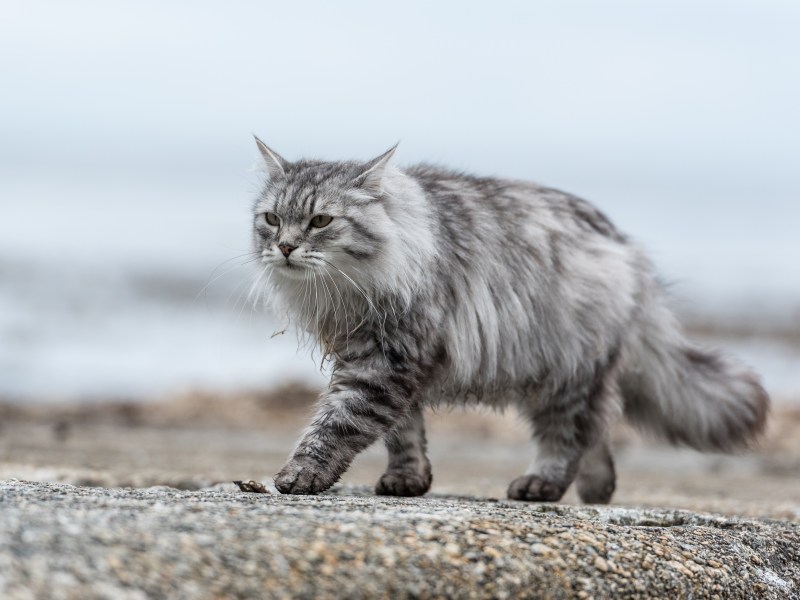 Sibirische Katze läuft über Straße