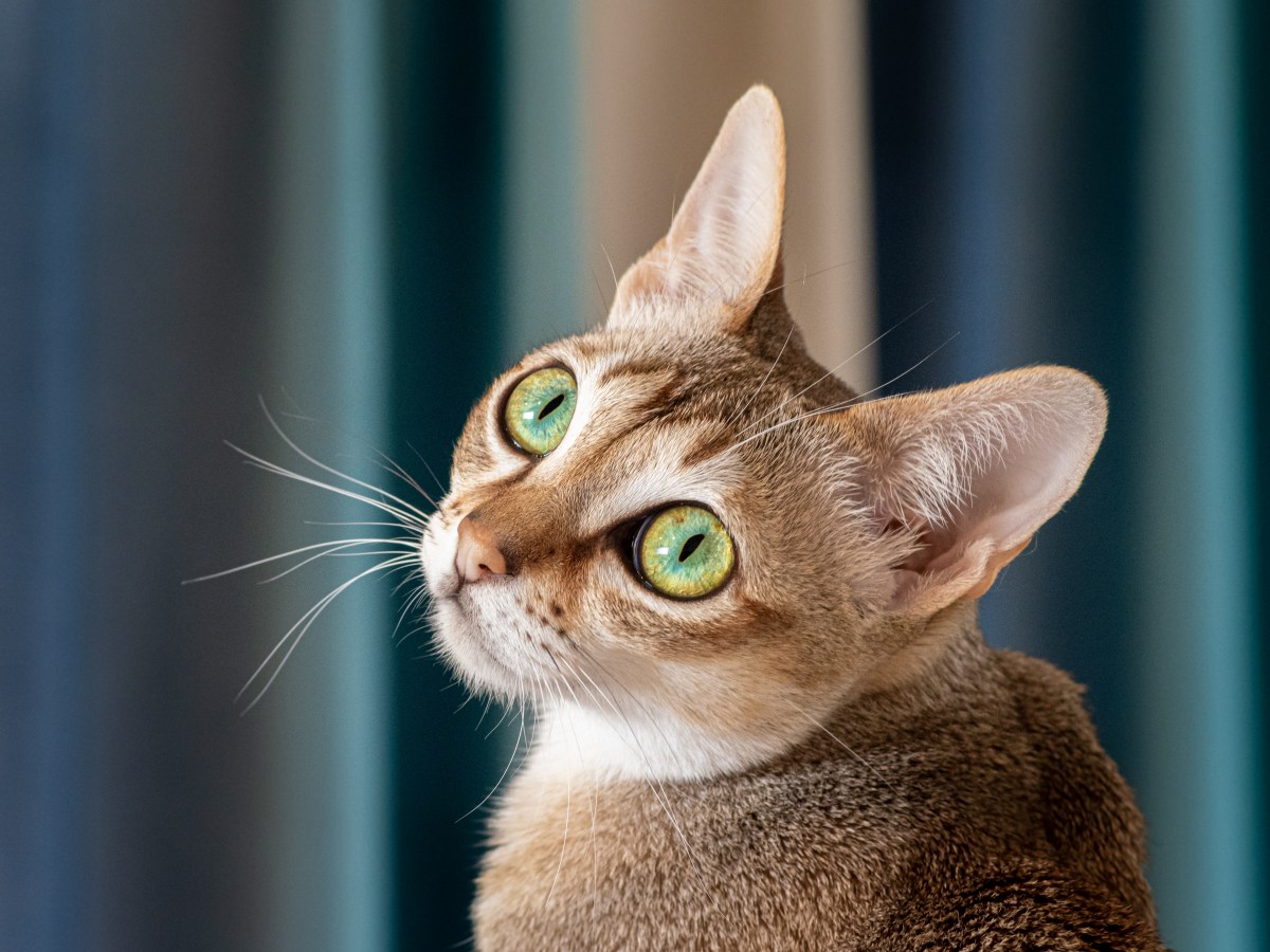 Singapura Katzen: Pflege, Charakter & Lebenserwartung