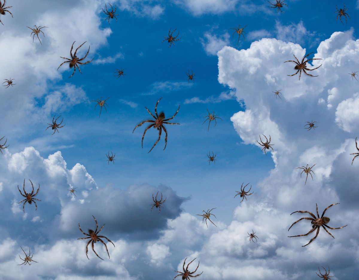 Spinnenregen Australien Spinnen fallen vom Himmel