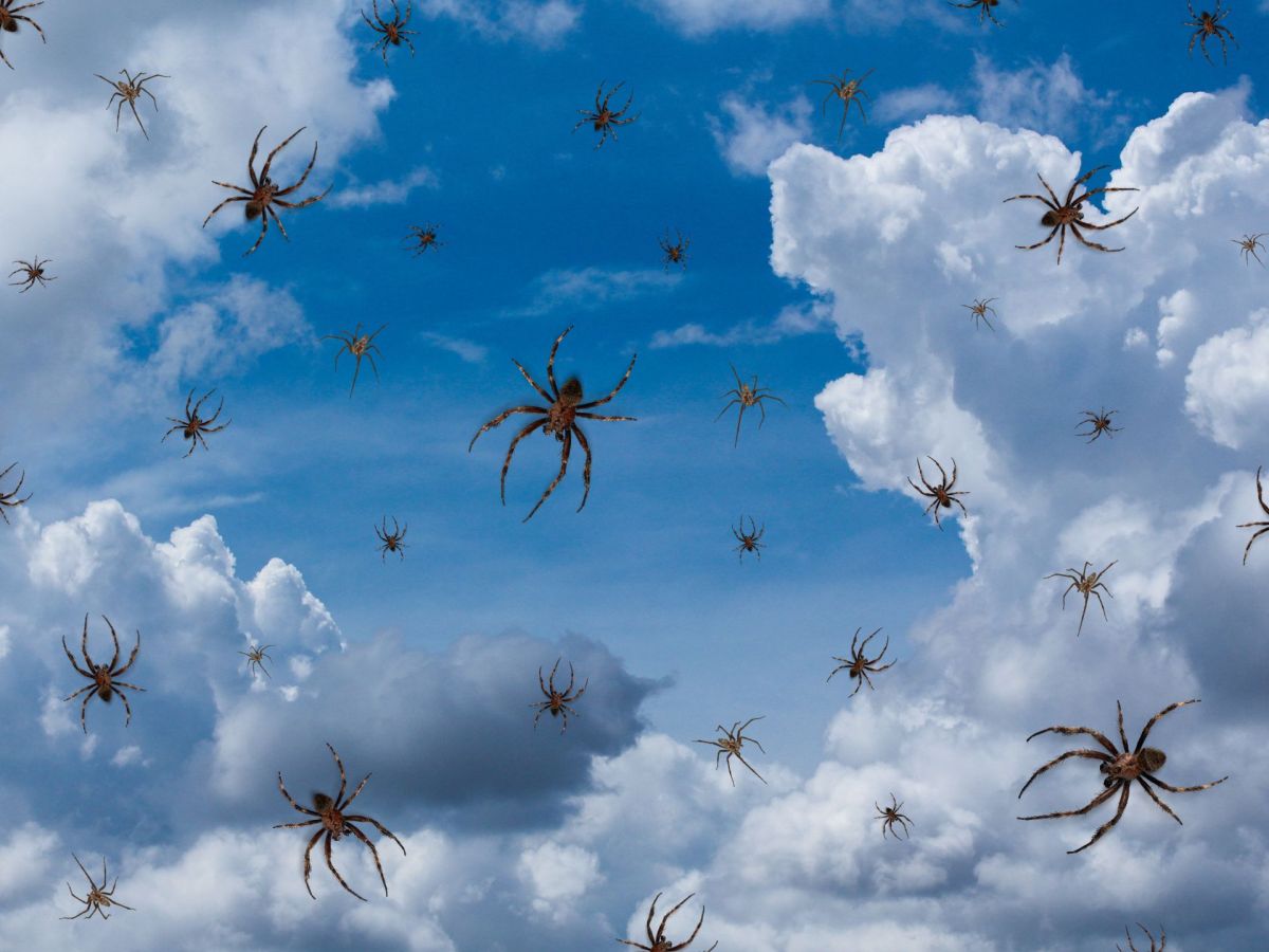 Tausende Spinnen fallen vom Himmel – Ekeliges Naturspektakel in Australien beobachtet