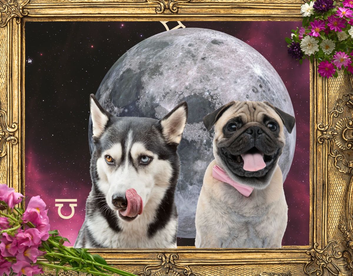 Dein Sternzeichen als Hund: Mops und Co.