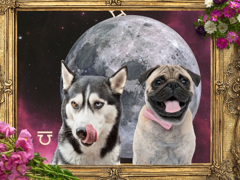 Dein Sternzeichen als Hund: Mops und Co.