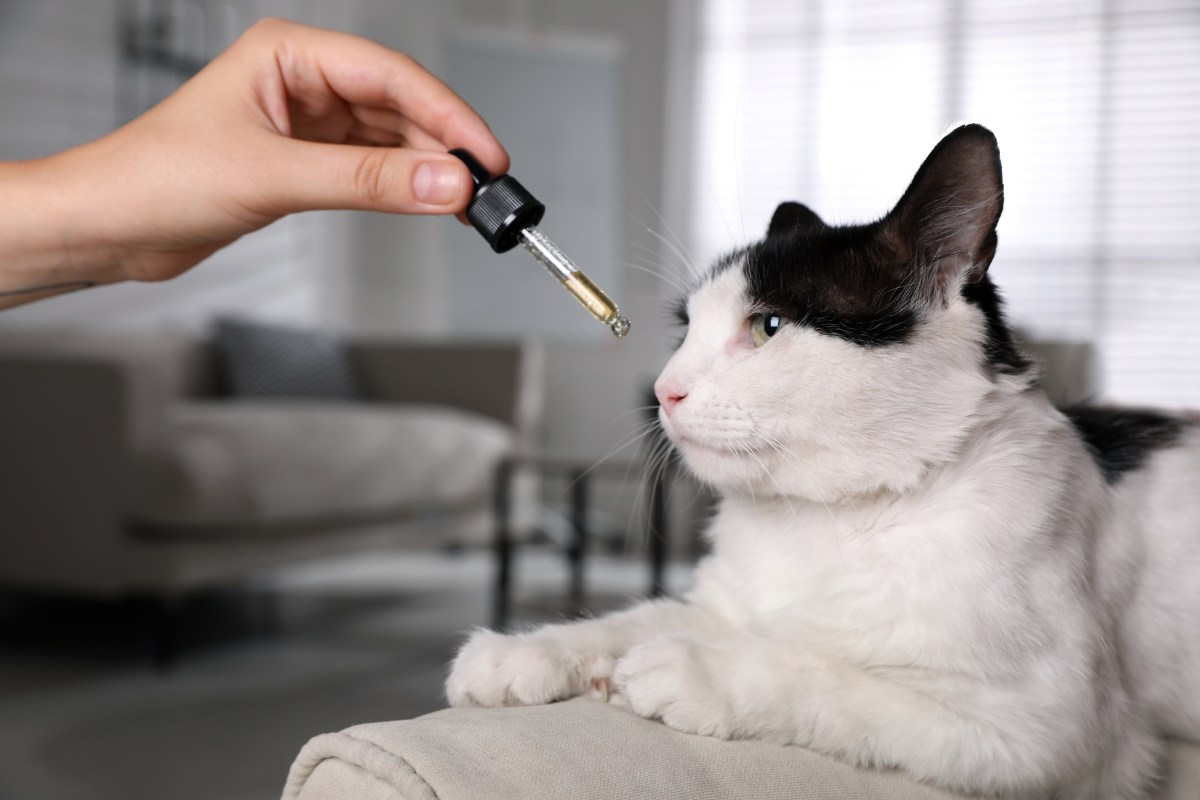 Teebaumöl wird der Katze vor die Nase gehalten