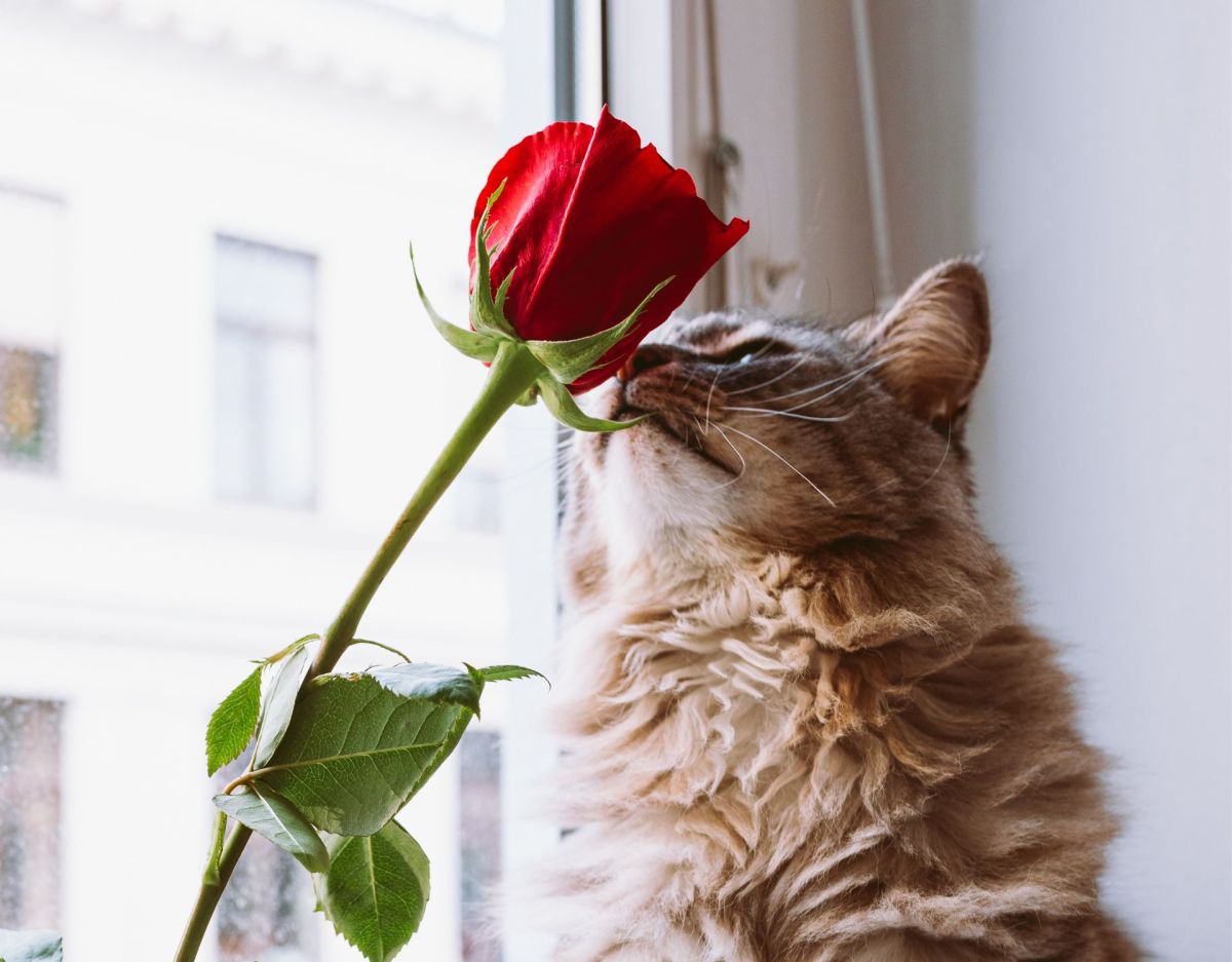 Ungiftige Blumen Katzen Rose auf der Fensterbank