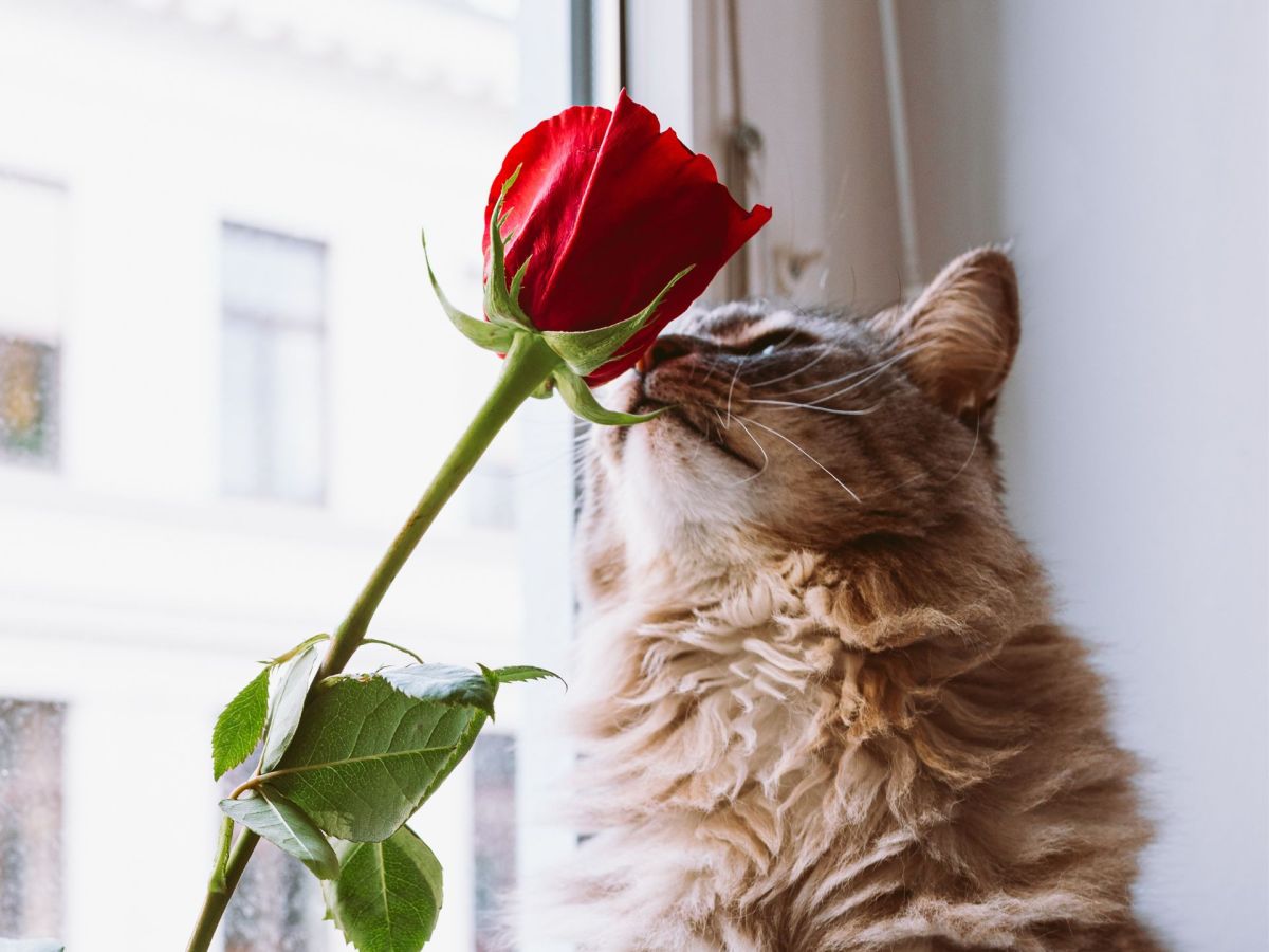 10 katzenfreundliche Schnittblumen für dein Wohnzimmer