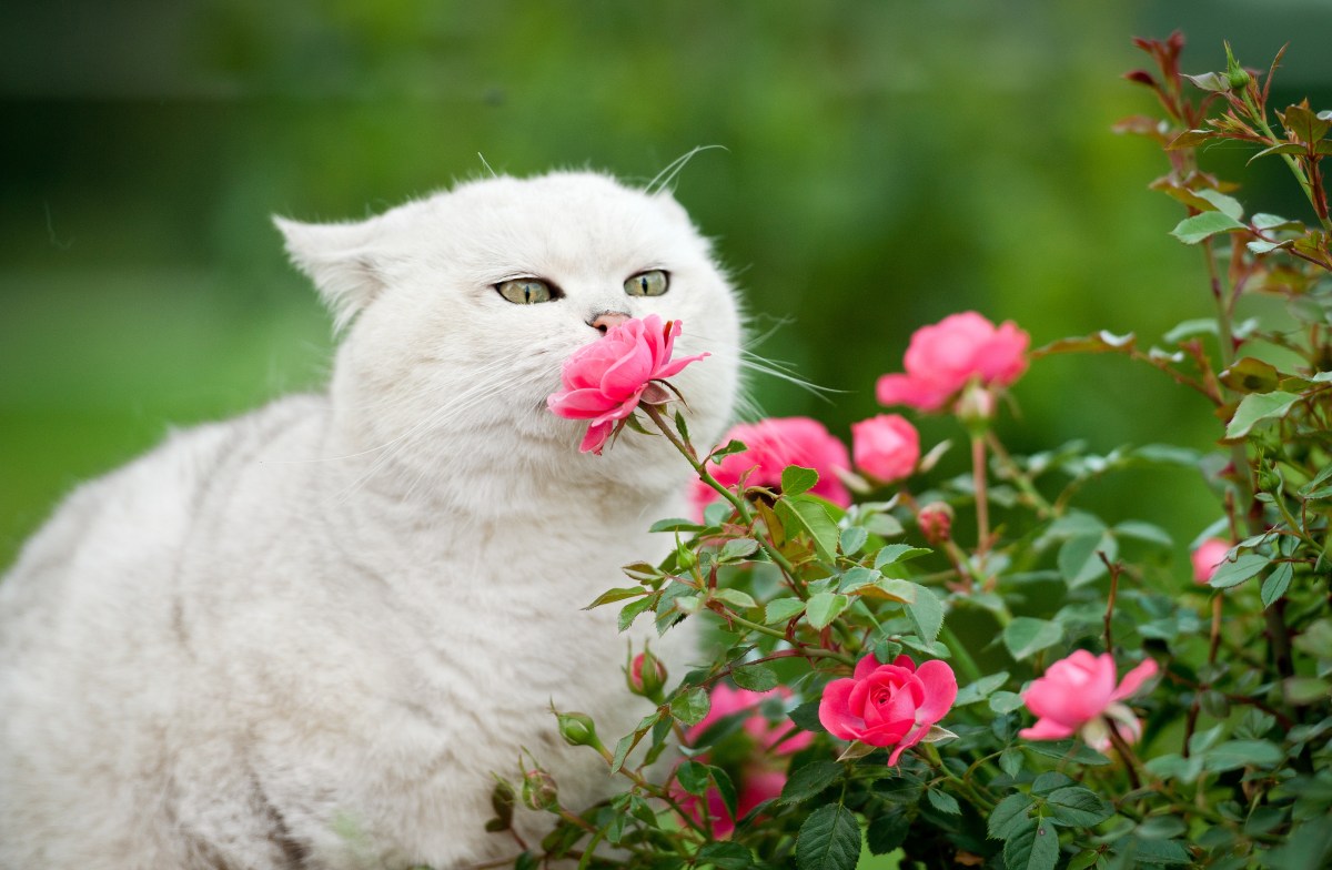 Ungiftige Gartenpflanzen für Katzen Rosen