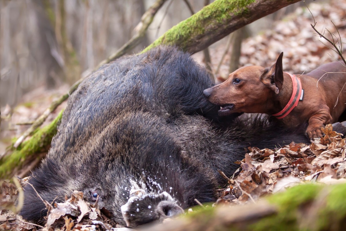 Aujeszkysche Krankheit Hund liegt neben Wildschwein