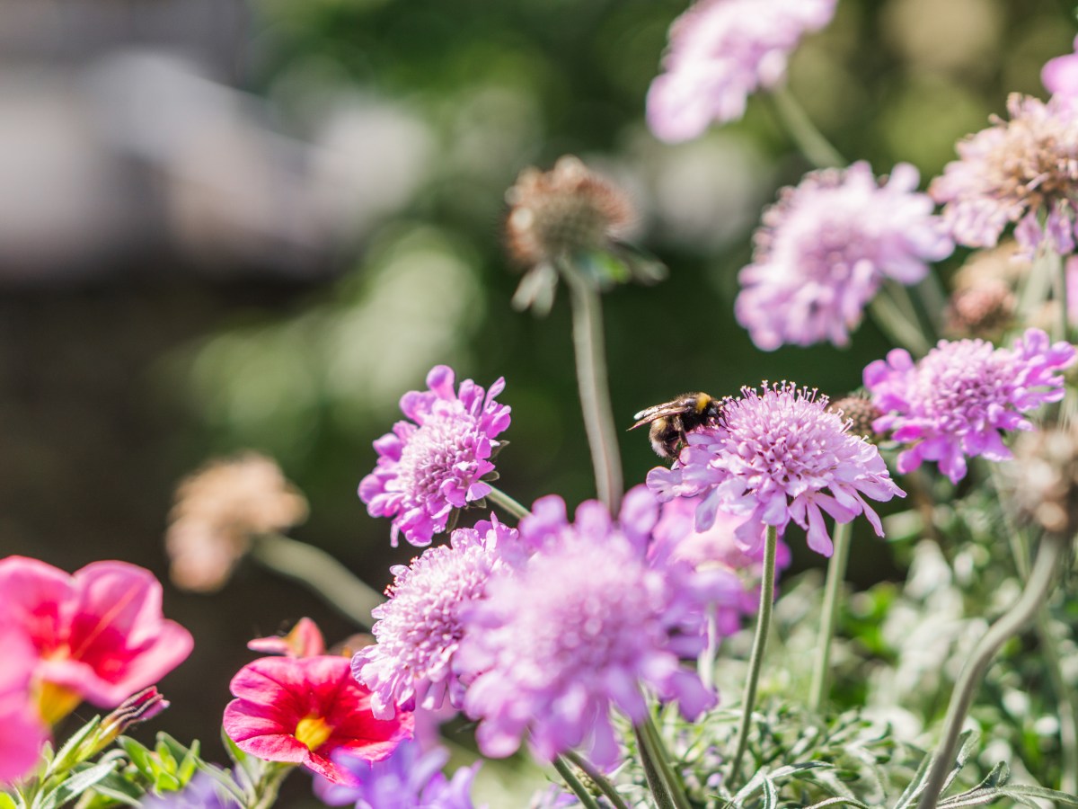 Bienenfreundliche Balkonpflanzen: 4 Pflanzen, die die Bienen erhalten