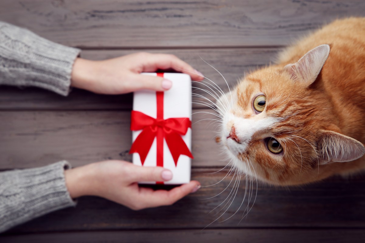 Frau gibt Katze Geschenk Katze entschuldigen