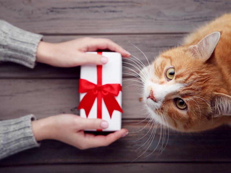 Frau gibt Katze Geschenk Katze entschuldigen