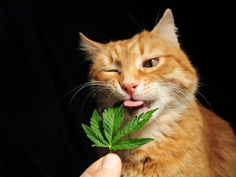 Cannabisgesetz Pflanze Katze Haustiere