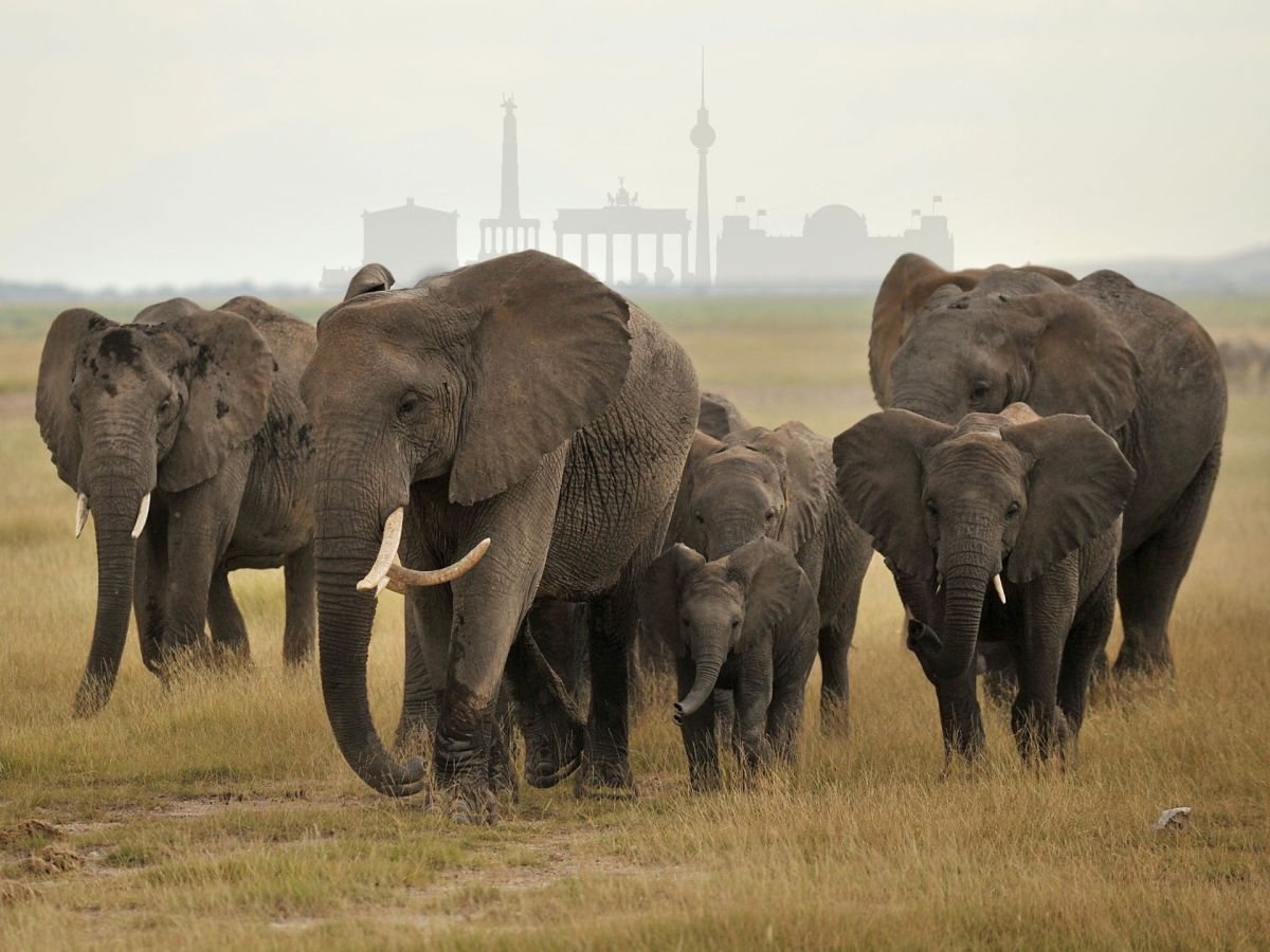 Menschen werden totgetrampelt – Botswana will 20.000 Elefanten an Deutschland abgeben