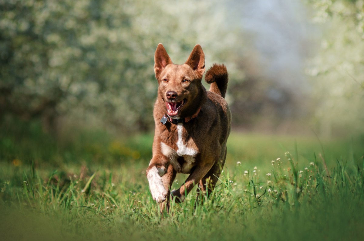Hund im FrÃ¼hling