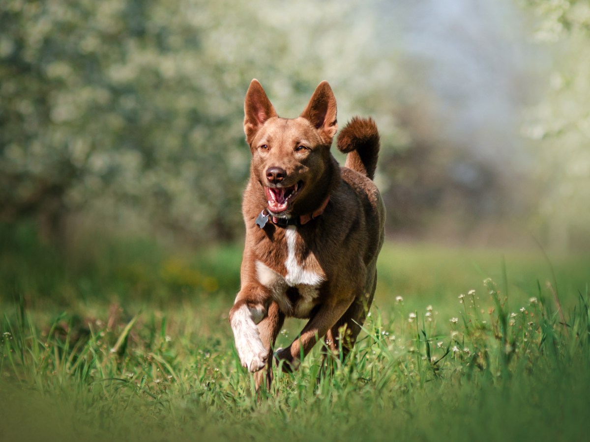 Frühjahrsgefühle beim Hund: Darum drehen die Vierbeiner momentan durch