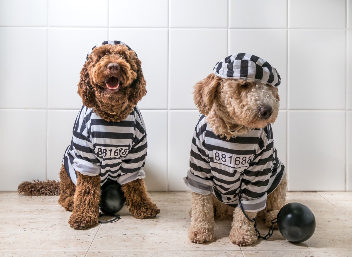 Hunde Gefängnis Kleidung