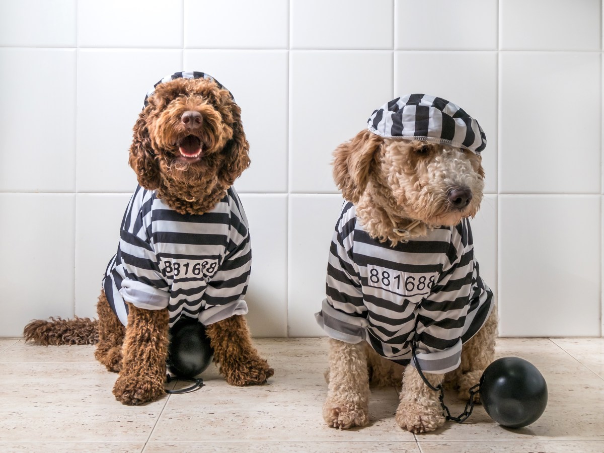 Haustiere in der Haft: Darf ich im Gefängnis Haustiere halten?