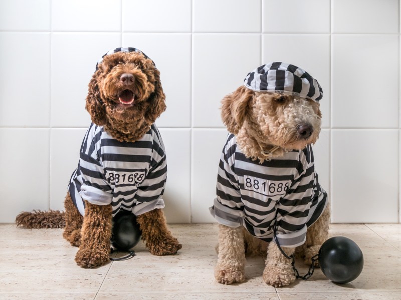 Hunde Gefängnis Kleidung