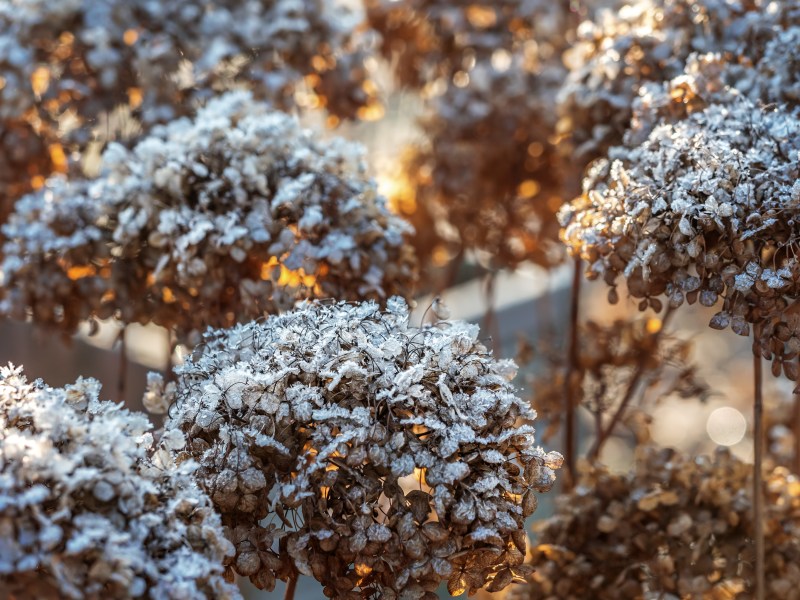 Frostschäden an Hortensien