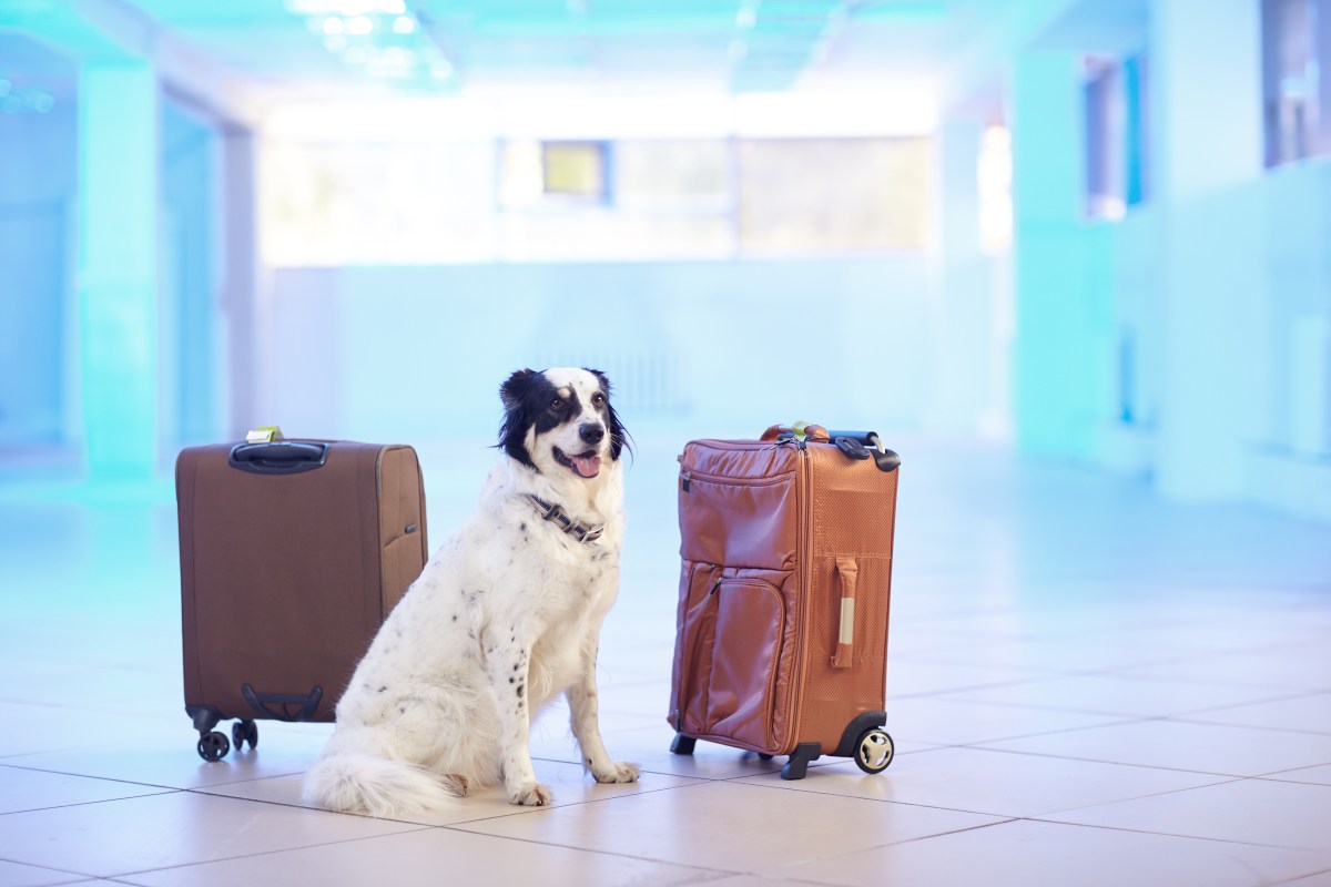 Hund am Flughafen