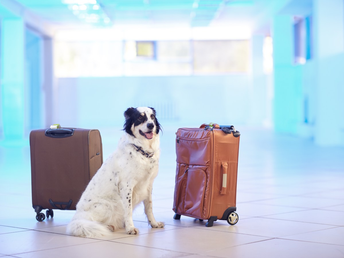 Beruhigungshunde am Flughafen: So können die Tiere die Besucher ablenken