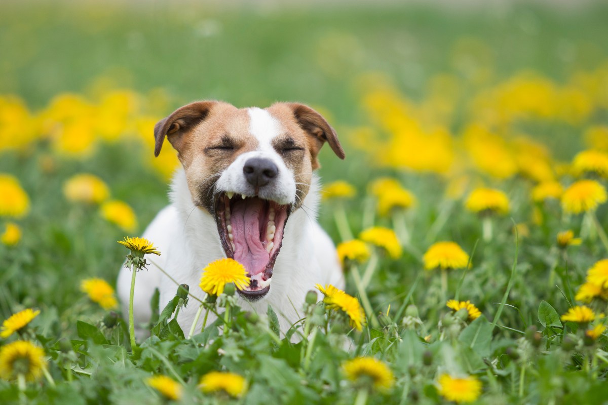 Hund im Blumenfeld