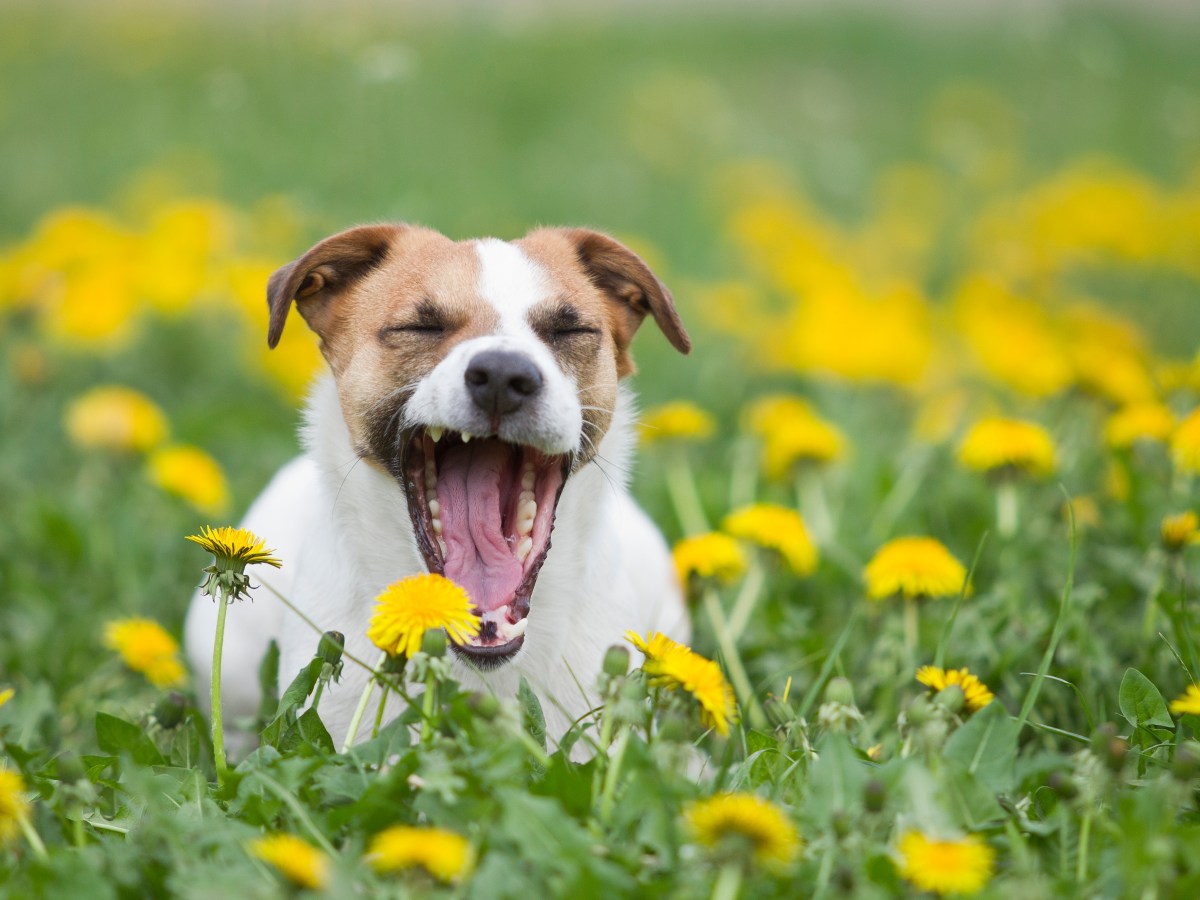 Frühjahrsmüdigkeit beim Hund: Darum ist dein Vierbeiner momentan oft antriebslos