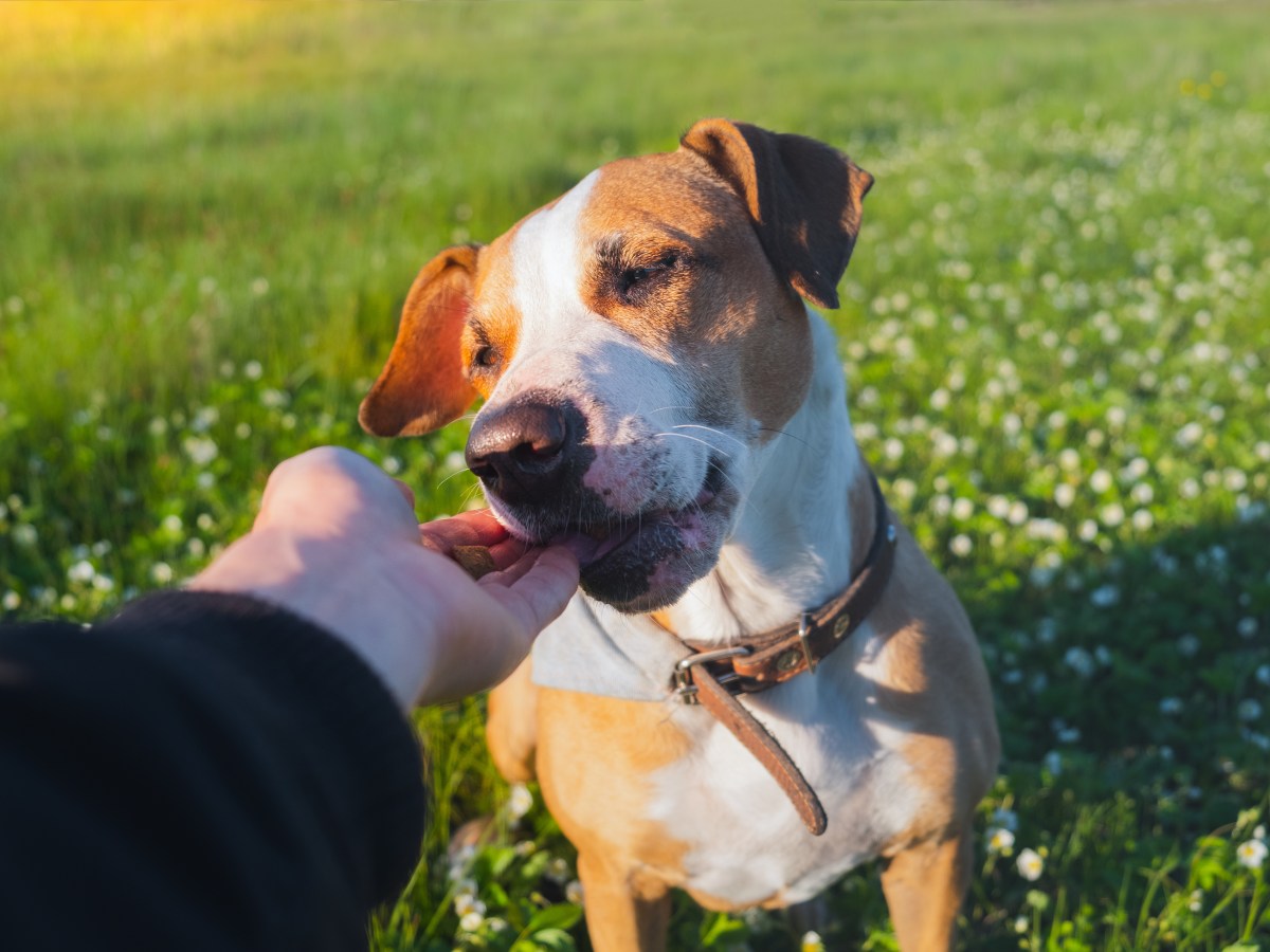 Hundefütterung im Frühling: Das musst du beim Füttern beachten