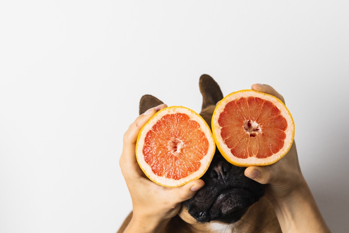 Hund mit Grapefruit