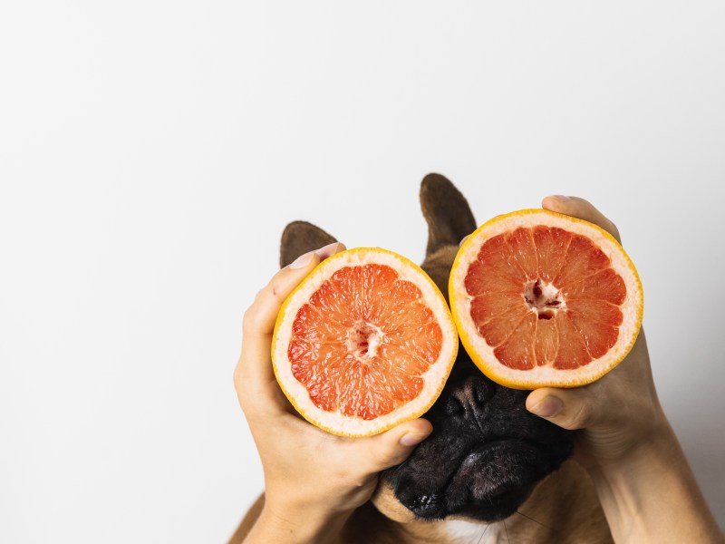 Hund mit Grapefruit