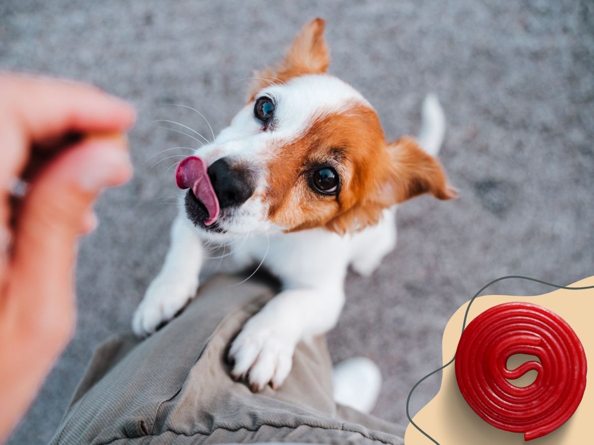 Hunde und Lakritz: Ein riskanter Snack oder harmloser Genuss?