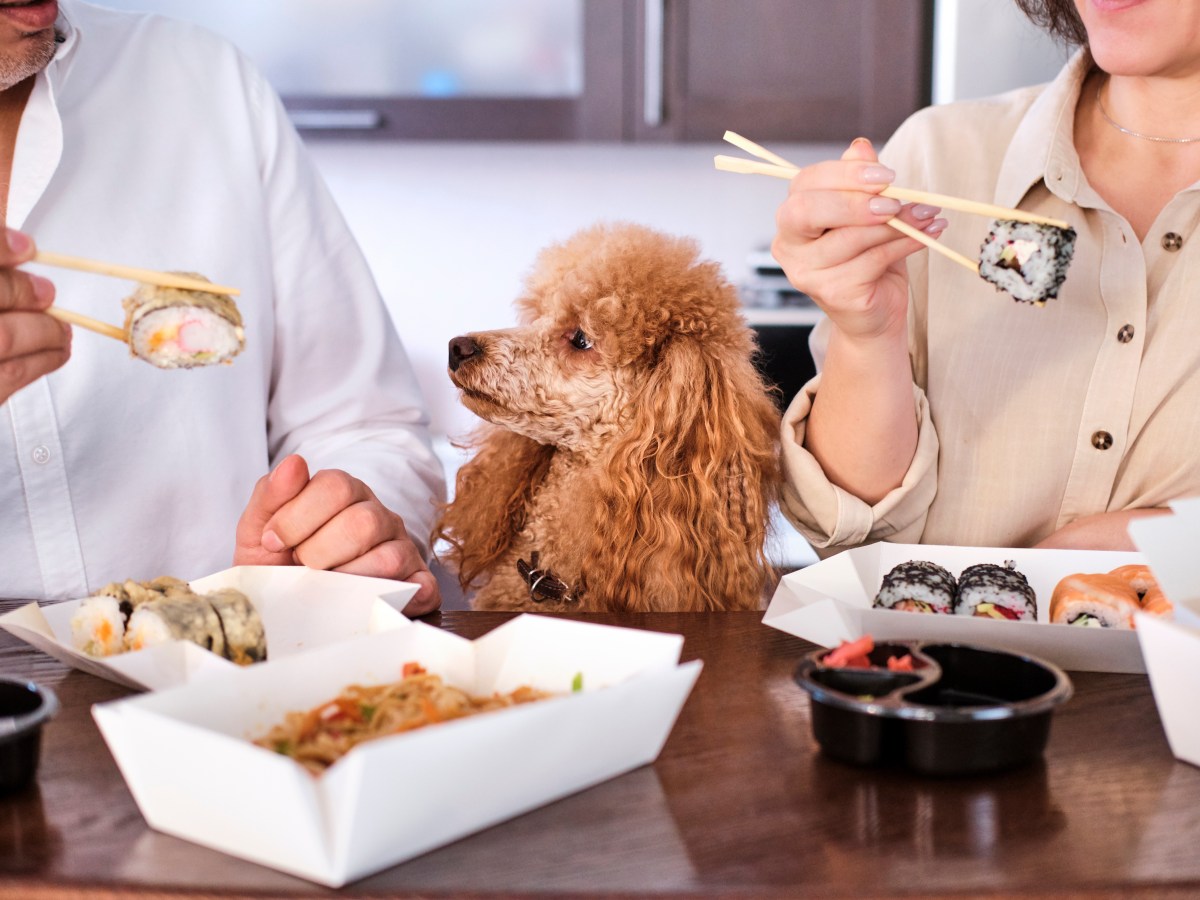 Das passiert, wenn du mit deinem Hund dein Sushi teilst