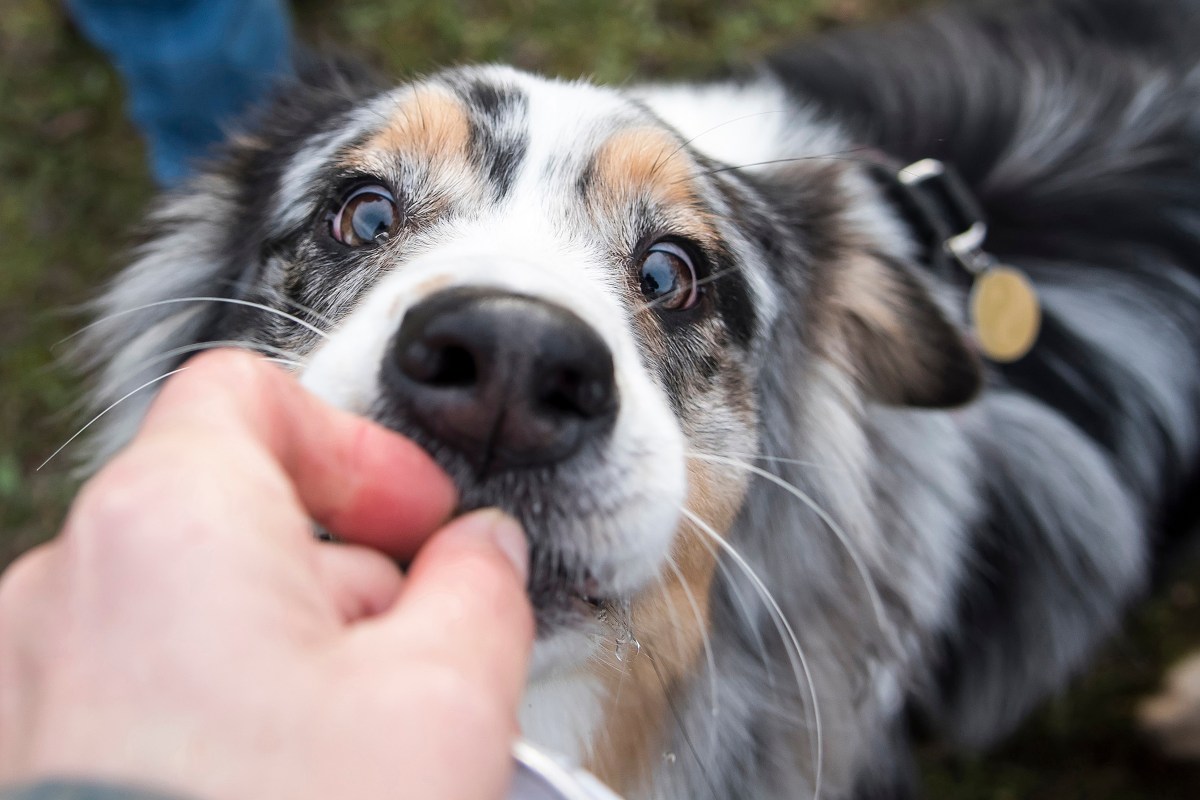 Hund Xylit Vergiftung