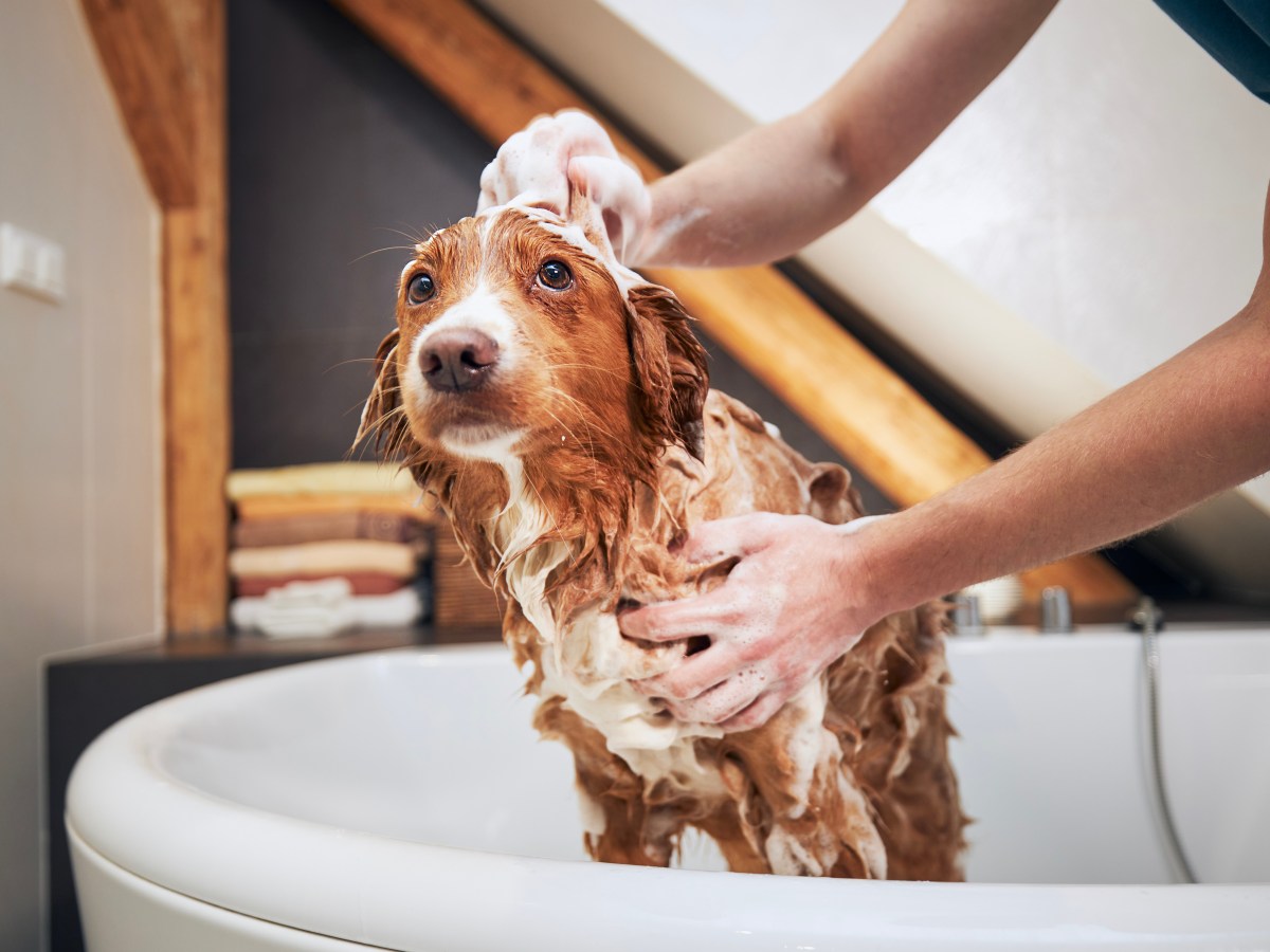 Weg mit dem Dreck: Wie oft sollte man seinen Hund baden?