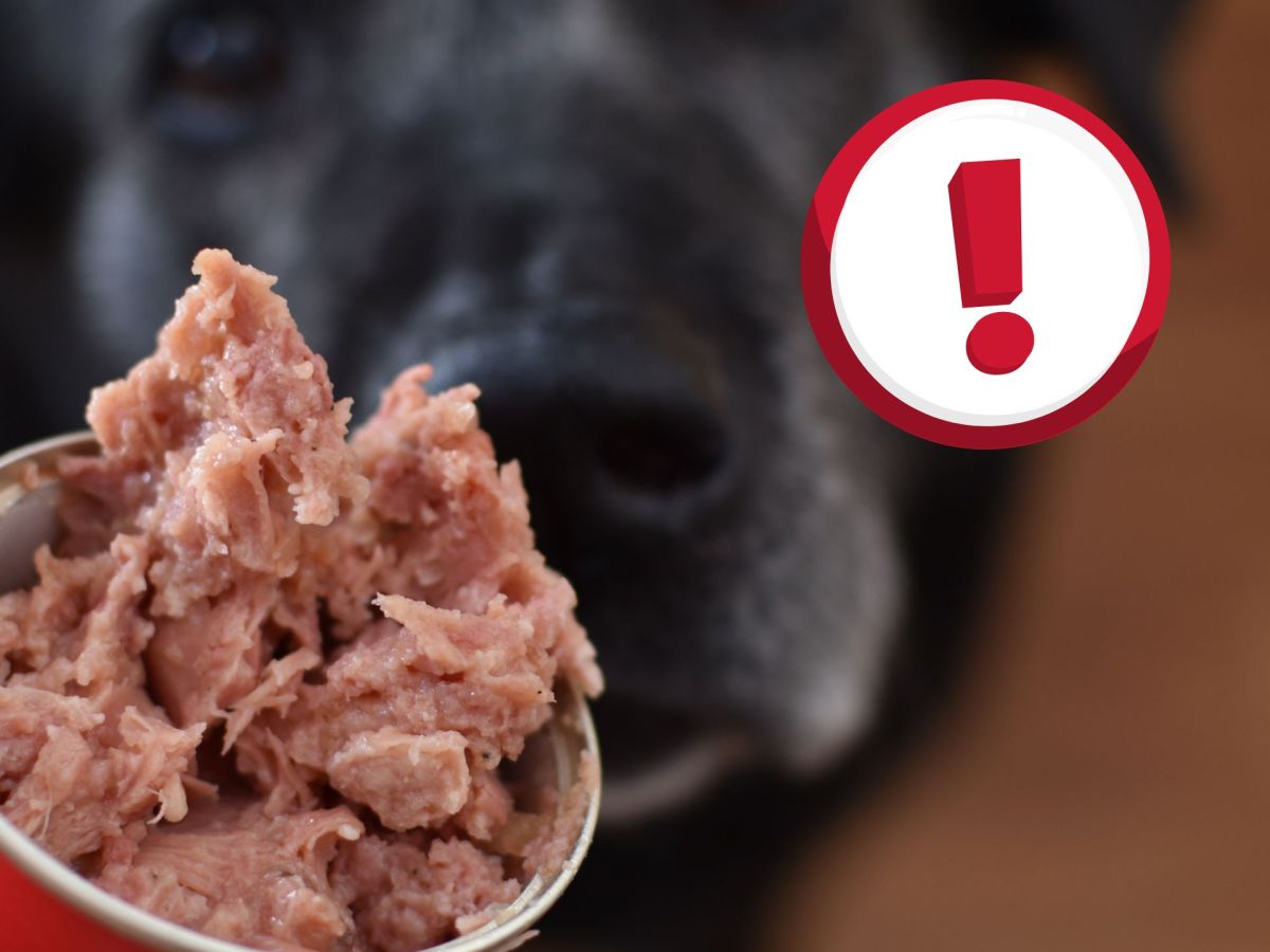 Rückruf: Salmonellen in beliebtem Hundefutter nachgewiesen
