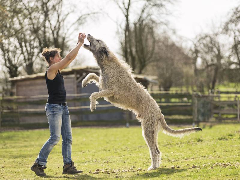 Irischer Wolfshund