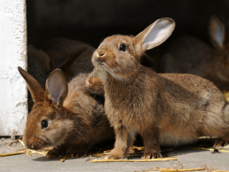 Kaninchenplage viele Tiere