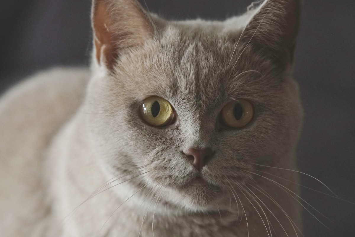 Kartäuser Katzen im Portrait