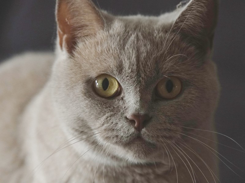 Kartäuser Katzen im Portrait