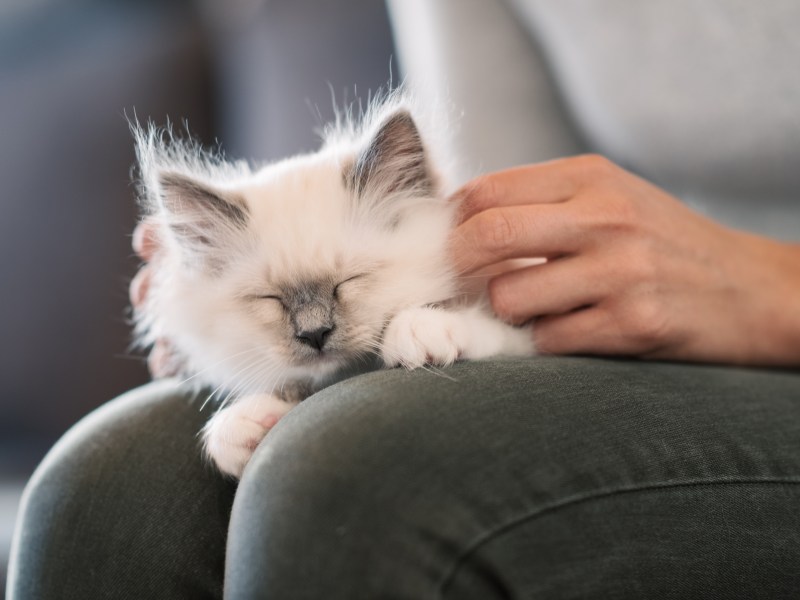 Frau streichelt Katze gegen den Strich