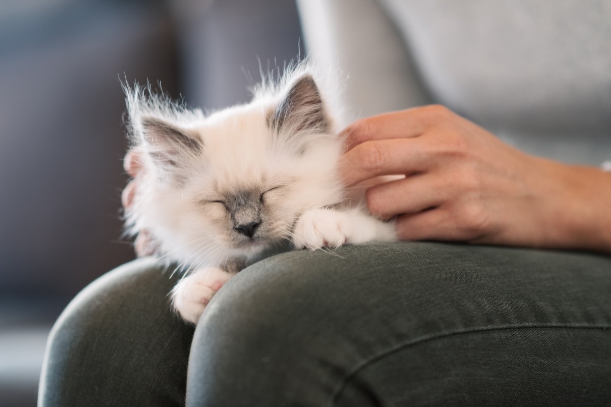 Frau streichelt Katze gegen den Strich