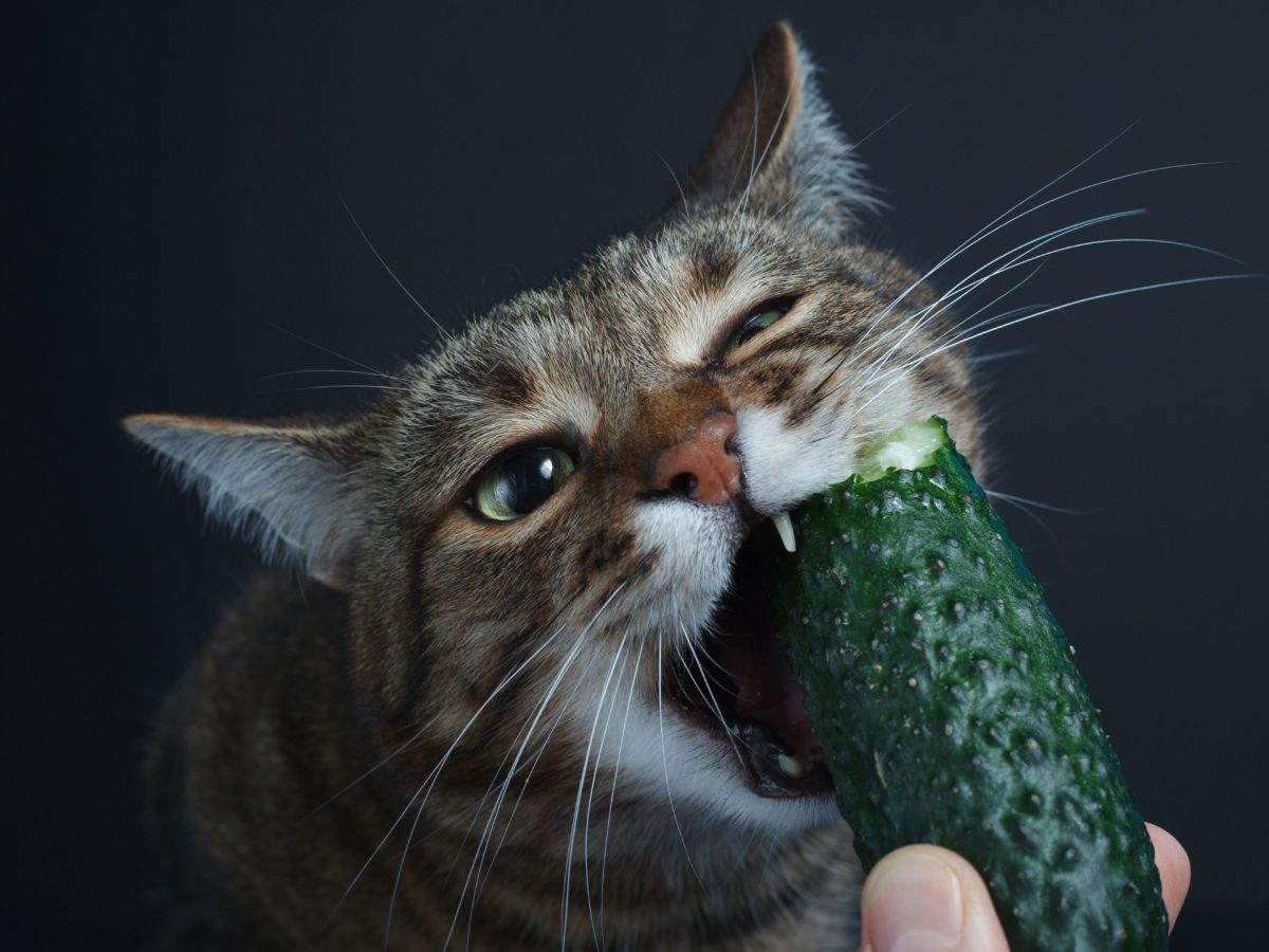Zusätzliche Wasserquelle: Dürfen Katzen Gurken essen?