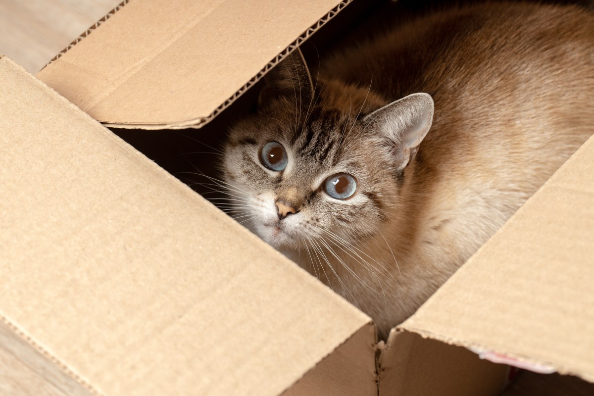 Katze liegt im Paket