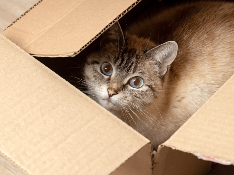 Katze liegt im Paket