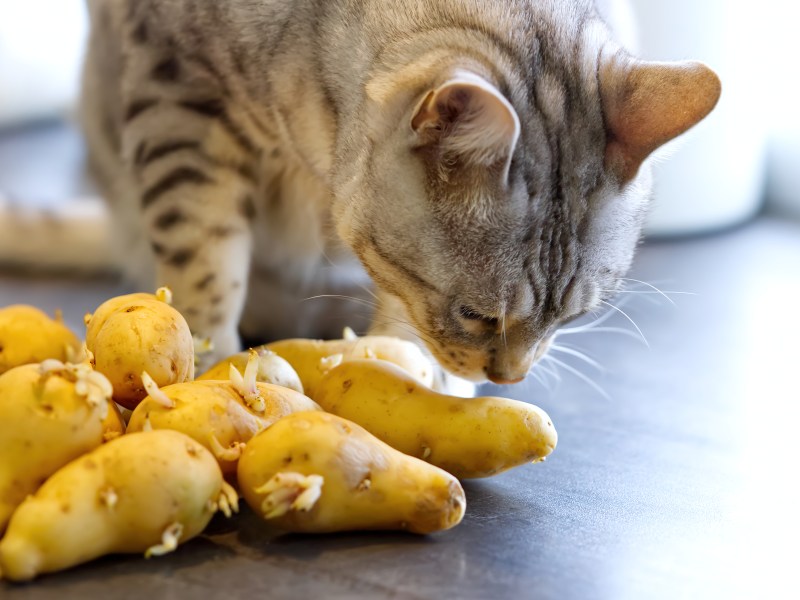 Dürfen Katzen Kartoffeln essen