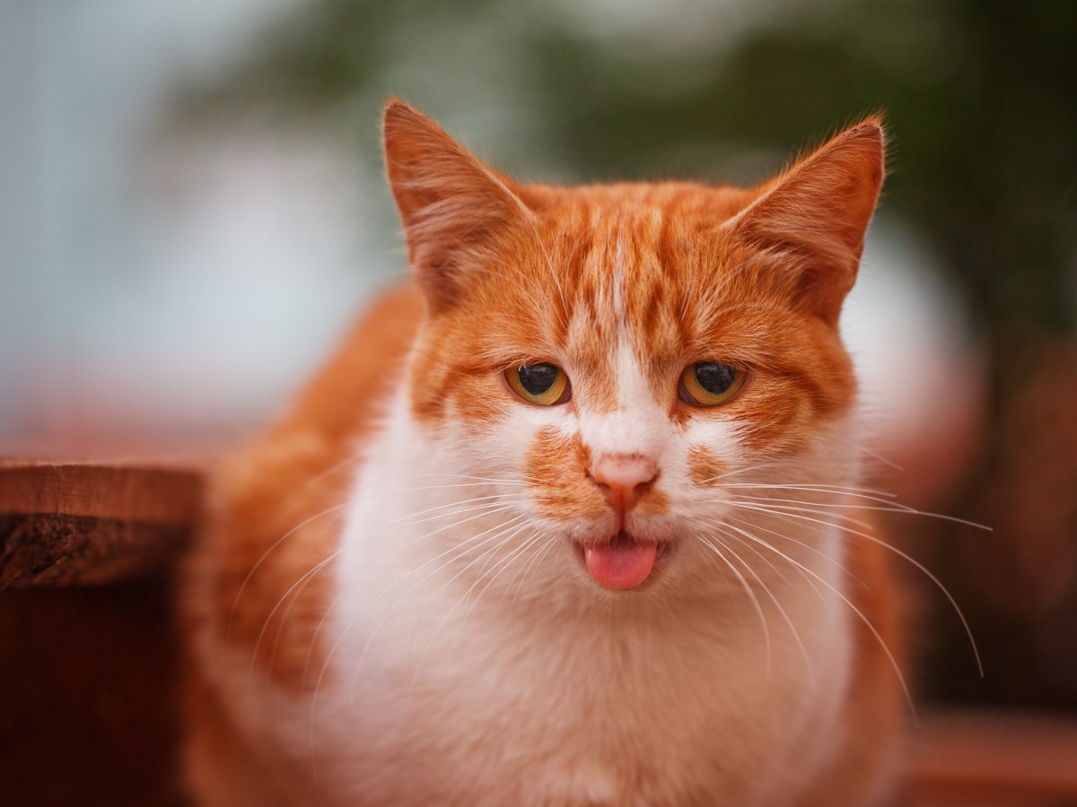 Zunge hing wochenlang draußen – Katze zeigt schwere Nebenwirkung nach beliebtem Medikament