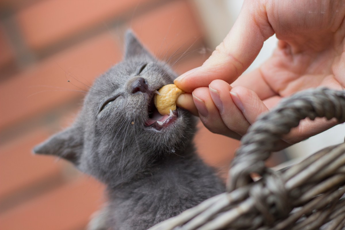 Dürfen Katzen Nüsse essen