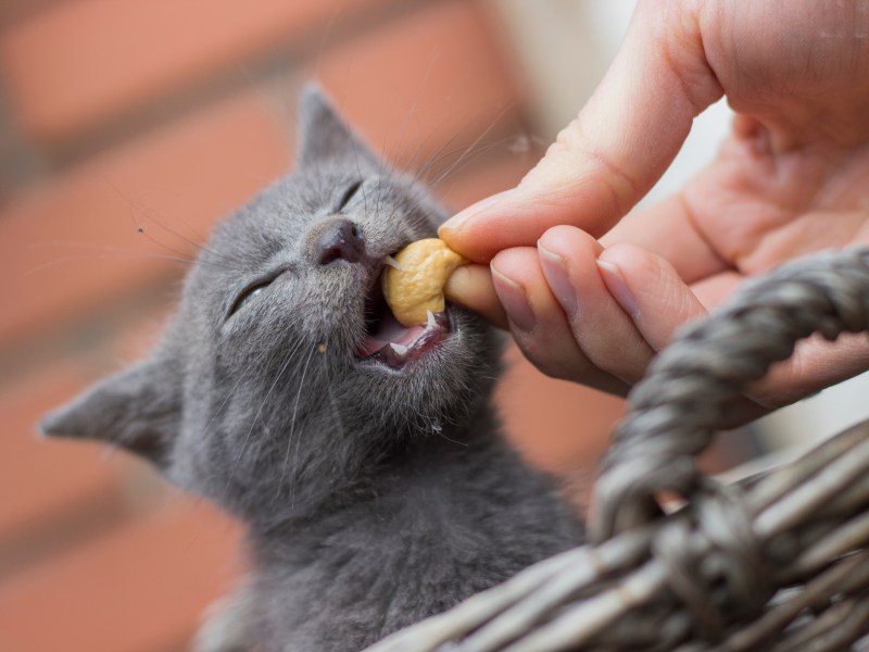 Dürfen Katzen Nüsse essen